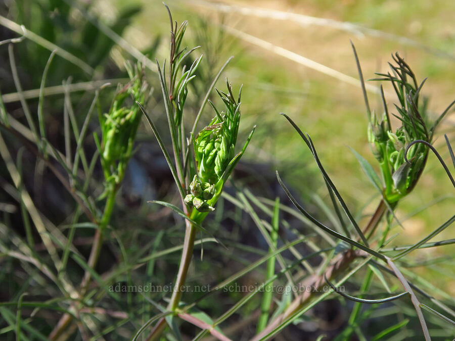 few-flowered pea-vine, budding (Lathyrus pauciflorus) [Mill Creek Ridge Preserve, Wasco County, Oregon]
