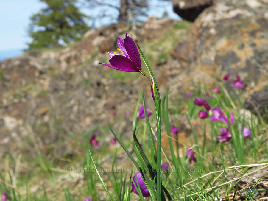 grass-widows (Olsynium douglasii) [Mill Creek Ridge, Wasco County, Oregon]