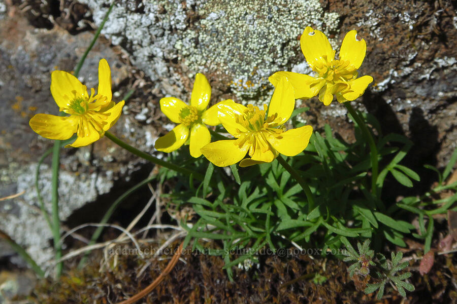 Dalles Mountain buttercups (Ranunculus triternatus (Ranunculus reconditus)) [Mill Creek Ridge, Wasco County, Oregon]