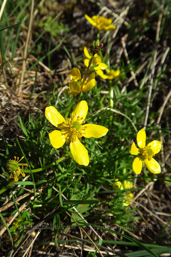 Dalles Mountain buttercups (Ranunculus triternatus (Ranunculus reconditus)) [Mill Creek Ridge, Wasco County, Oregon]