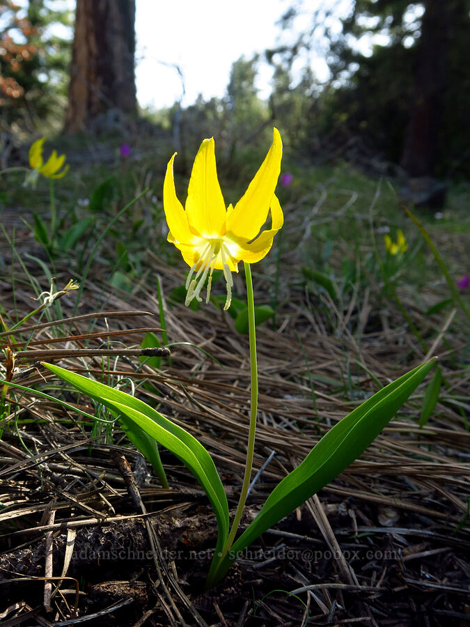 glacier lily (Erythronium grandiflorum) [Mill Creek Ridge, Wasco County, Oregon]
