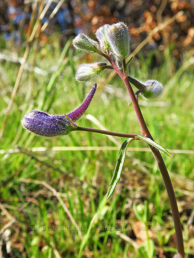upland larkspur, budding (Delphinium nuttallianum) [Mill Creek Ridge, Wasco County, Oregon]