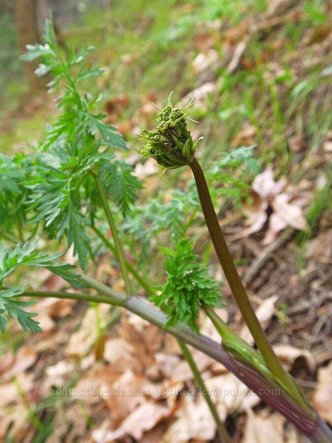 fern-leaf desert parsley, budding (Lomatium dissectum var. dissectum) [Mill Creek Ridge, Wasco County, Oregon]