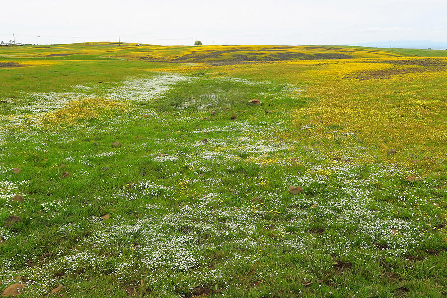 wildflowers [North Table Mountain Ecological Reserve, Butte County, California]