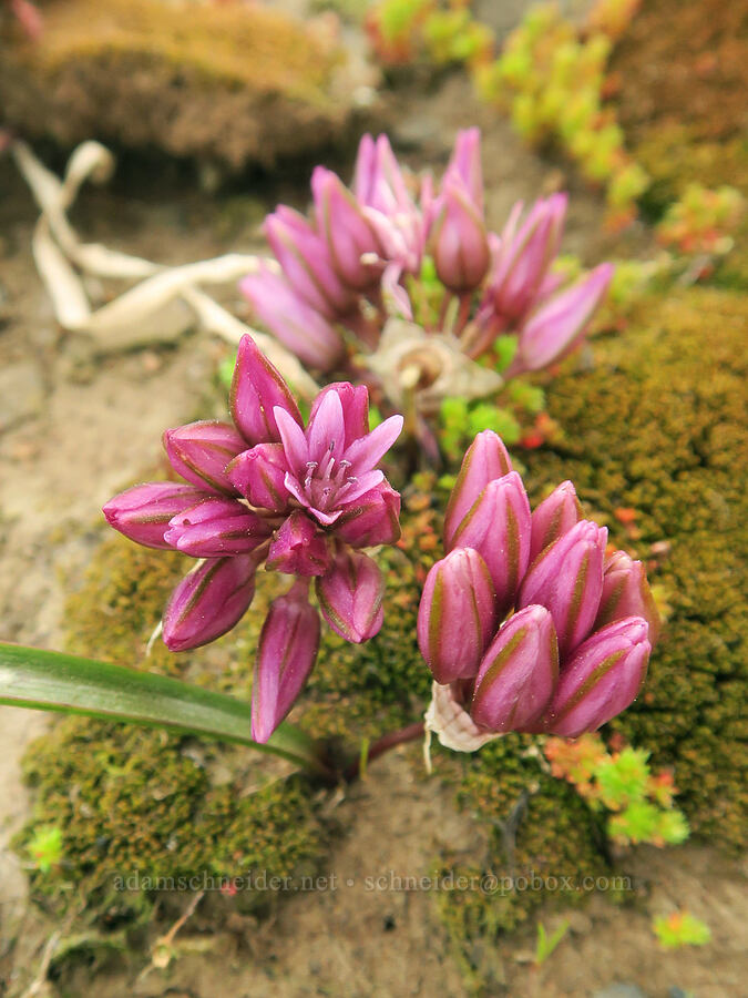 Cascade onion (Allium cratericola) [North Table Mountain Ecological Reserve, Butte County, California]