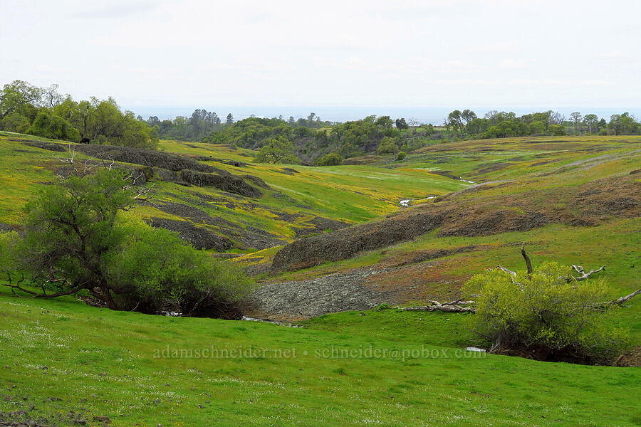 wildflowers & basalt [North Table Mountain Ecological Reserve, Butte County, California]