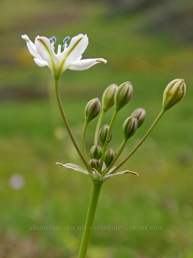 glassy triplet-lily (Triteleia lilacina (Brodiaea lilacina)) [North Table Mountain Ecological Reserve, Butte County, California]