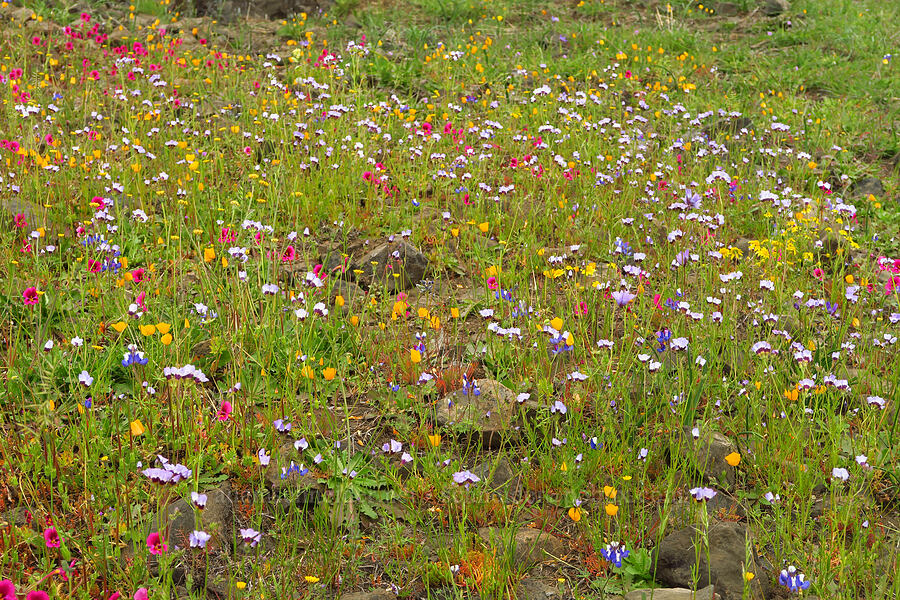 wildflowers (Diplacus kelloggii (Mimulus kelloggii), Gilia tricolor, Lupinus nanus, Eschscholzia caespitosa, Dipterostemon capitatus (Dichelostemma capitatum)) [North Table Mountain Ecological Reserve, Butte County, California]