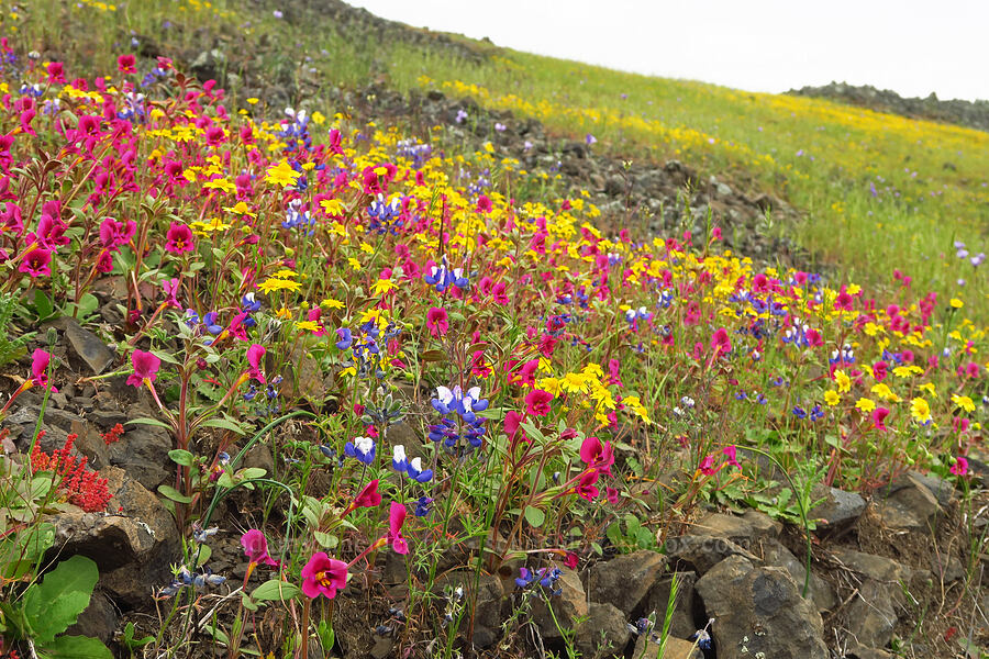 Kellogg's monkeyflower, sky lupines, & gold-fields (Diplacus kelloggii (Mimulus kelloggii), Lupinus nanus, Lasthenia sp.) [North Table Mountain Ecological Reserve, Butte County, California]