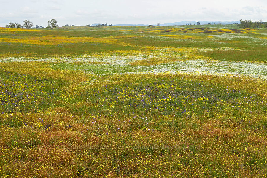 wildflowers [North Table Mountain Ecological Reserve, Butte County, California]