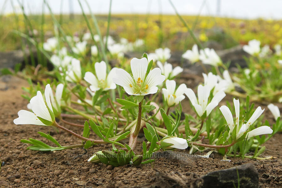 meadow-foam (which?) (Limnanthes sp.) [North Table Mountain Ecological Reserve, Butte County, California]