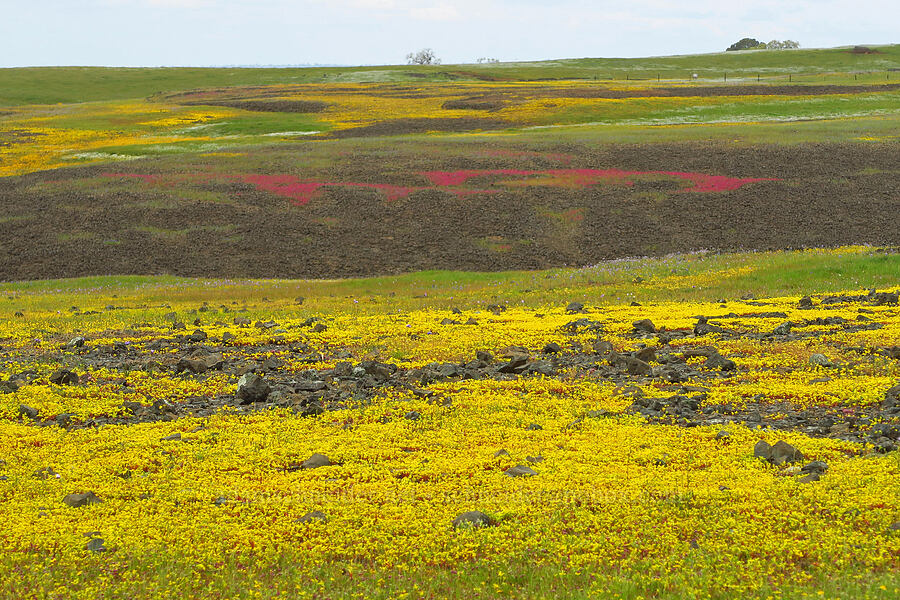 wildflowers [North Table Mountain Ecological Reserve, Butte County, California]