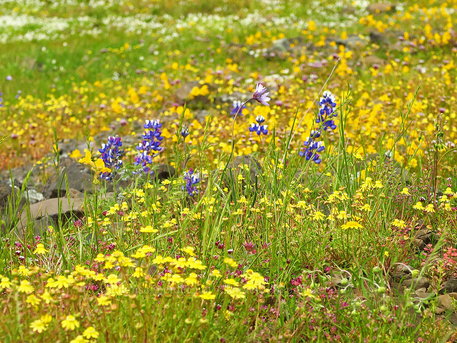 wildflowers (Lupinus nanus, Blennosperma nanum, Erythranthe sp. (Mimulus sp.), Trifolium variegatum, Trifolium depauperatum) [North Table Mountain Ecological Reserve, Butte County, California]