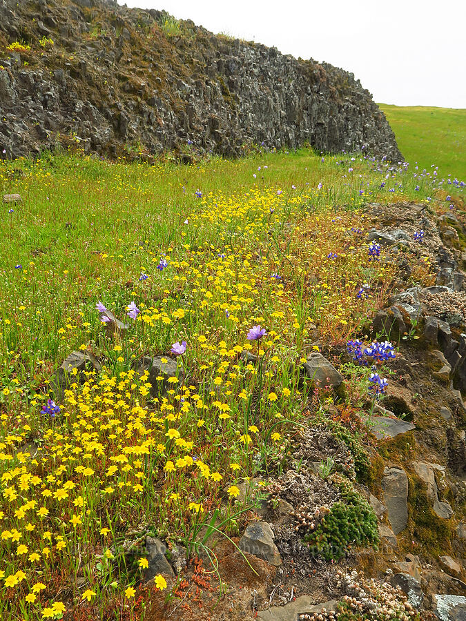 wildflowers (Lasthenia sp., Dipterostemon capitatus (Dichelostemma capitatum), Lupinus nanus) [North Table Mountain Ecological Reserve, Butte County, California]
