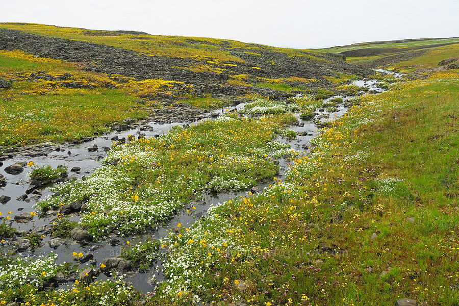 wildflowers (Erythranthe sp. (Mimulus sp.), Limnanthes douglasii ssp. nivea, Blennosperma nanum, Trifolium variegatum, Plagiobothrys sp.) [North Table Mountain Ecological Reserve, Butte County, California]