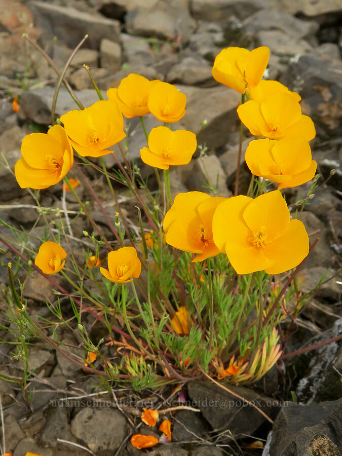 frying-pan poppies (Eschscholzia lobbii) [North Table Mountain Ecological Reserve, Butte County, California]
