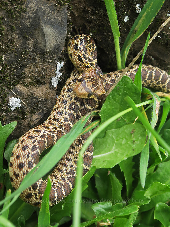 gopher snake (Pituophis catenifer catenifer) [North Table Mountain Ecological Reserve, Butte County, California]