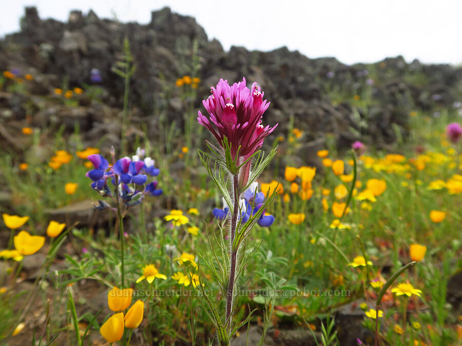 wildflowers (Castilleja exserta var. exserta (Orthocarpus exsertus), Lupinus nanus, Eschscholzia lobbii, Lasthenia sp.) [North Table Mountain Ecological Reserve, Butte County, California]