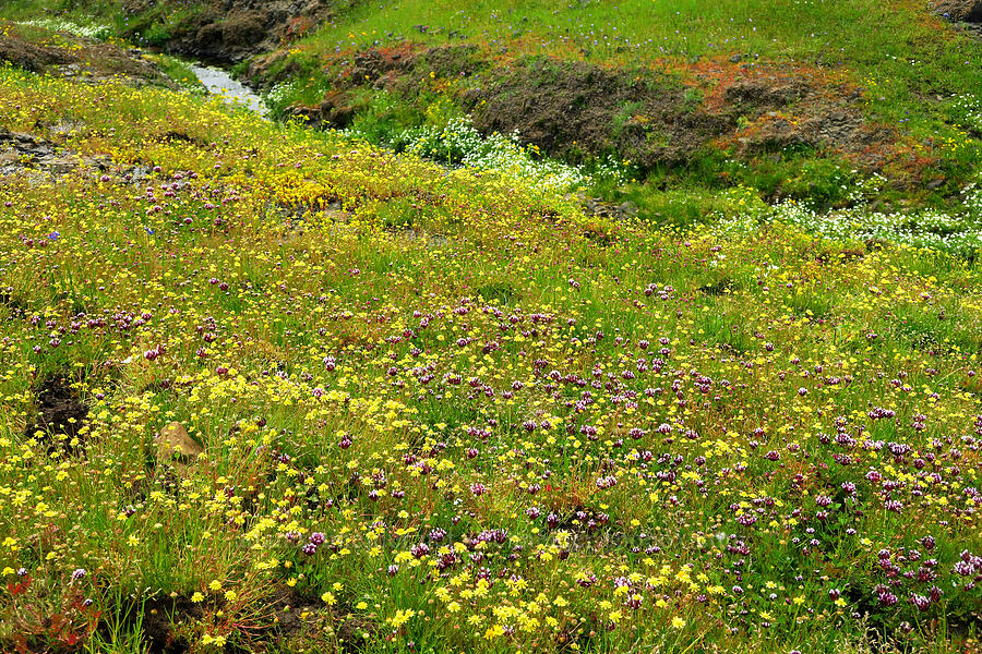 wildflowers (Trifolium variegatum, Blennosperma nanum, Limnanthes douglasii ssp. nivea) [North Table Mountain Ecological Reserve, Butte County, California]