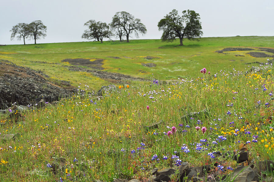 wildflowers (Lupinus nanus, Castilleja exserta var. exserta (Orthocarpus exsertus), Triphysaria eriantha (Orthocarpus erianthus), Gilia tricolor) [North Table Mountain Ecological Reserve, Butte County, California]