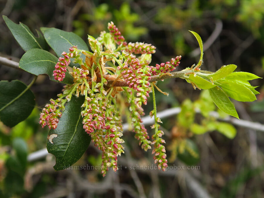 live-oak flowers (Quercus wislizeni) [North Table Mountain Ecological Reserve, Butte County, California]