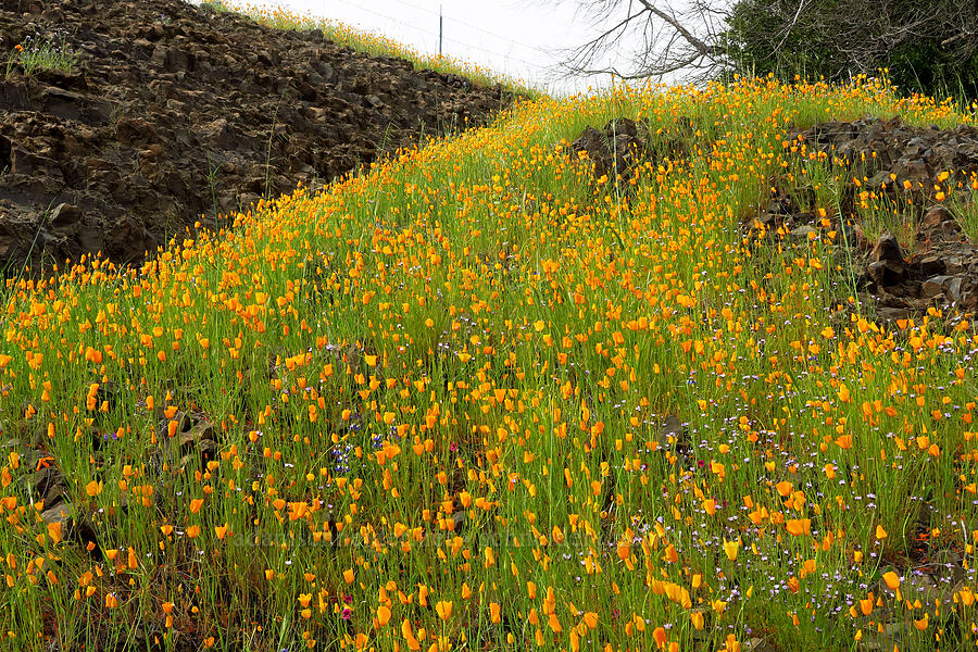 foothill poppies (Eschscholzia caespitosa) [North Table Mountain Ecological Reserve, Butte County, California]