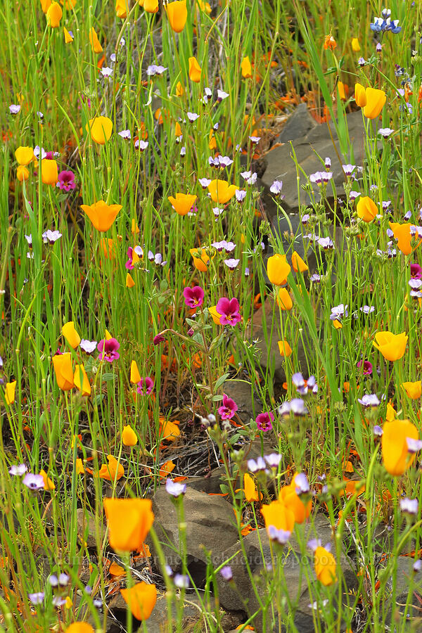 wildflowers (Eschscholzia caespitosa, Diplacus kelloggii (Mimulus kelloggii), Gilia tricolor) [North Table Mountain Ecological Reserve, Butte County, California]