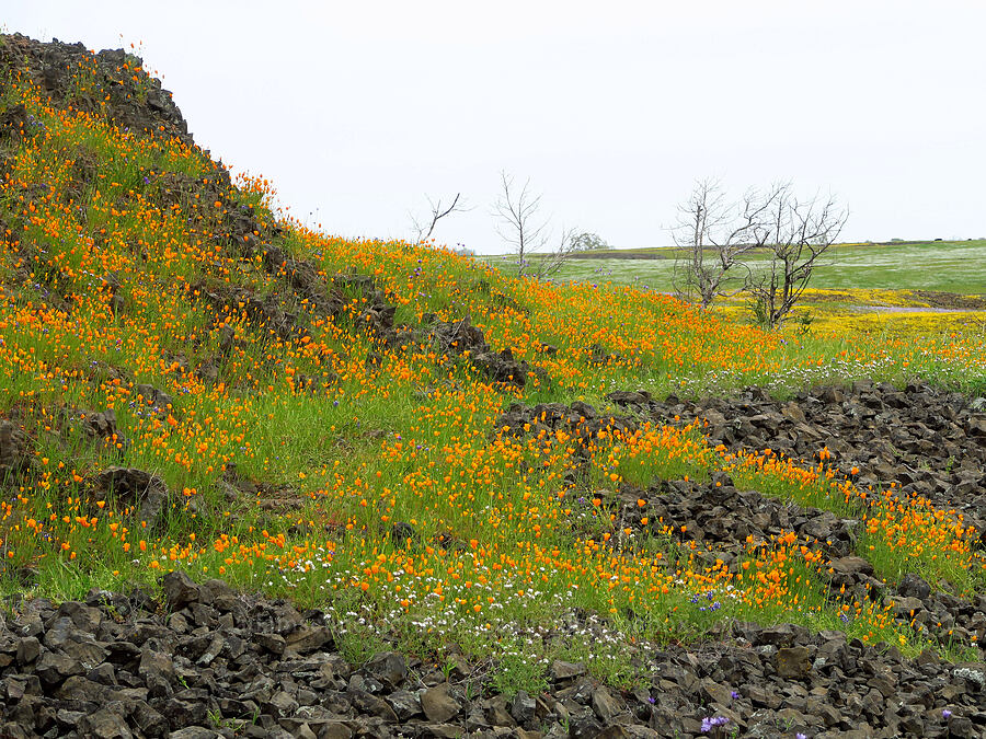 foothill poppies & other wildflowers (Eschscholzia caespitosa, Lupinus nanus, Phacelia sp.) [North Table Mountain Ecological Reserve, Butte County, California]