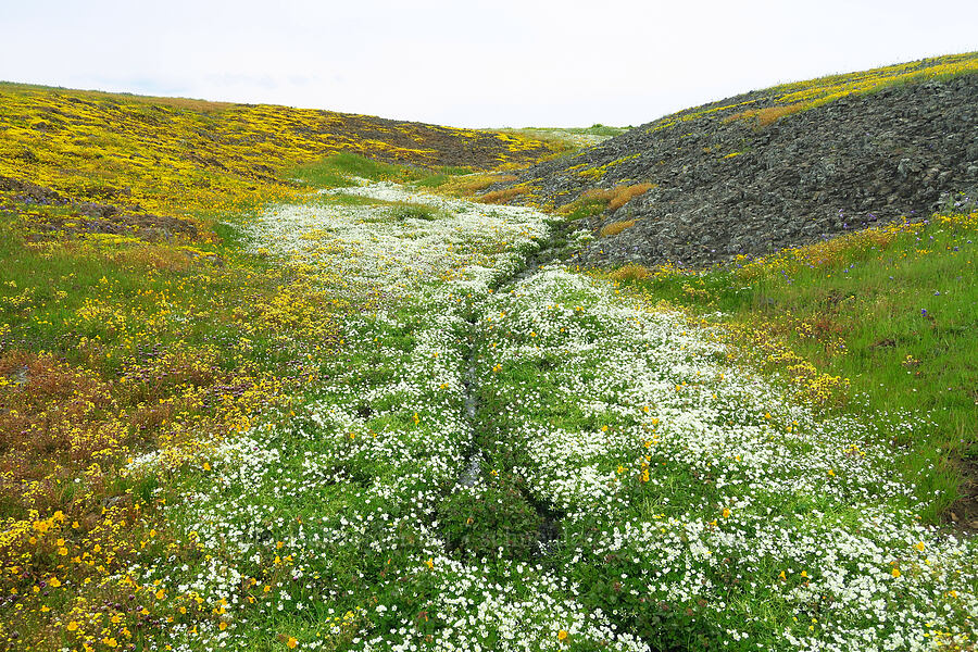 wildflowers (Limnanthes douglasii ssp. nivea, Erythranthe sp. (Mimulus sp.), Trifolium variegatum, Triphysaria eriantha (Orthocarpus erianthus)) [North Table Mountain Ecological Reserve, Butte County, California]