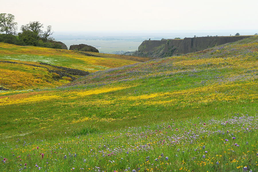 wildflowers (Lasthenia sp., Triphysaria eriantha (Orthocarpus erianthus), Dipterostemon capitatus (Dichelostemma capitatum), Castilleja exserta var. exserta (Orthocarpus exsertus), Gilia tricolor, Eschscholzia caespitosa, Lupinus nanus) [North Table Mountain Ecological Reserve, Butte County, California]