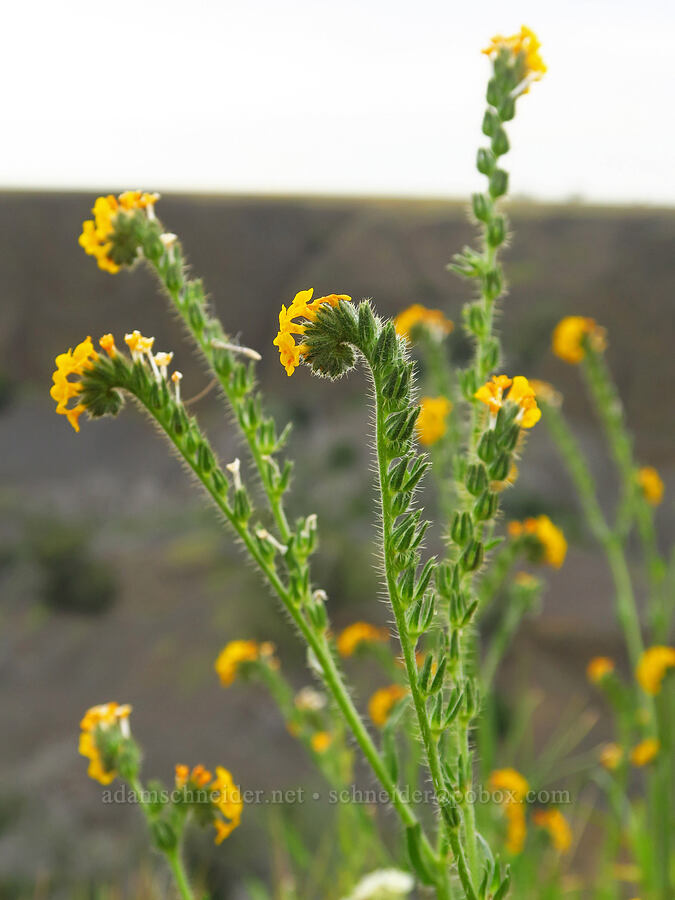 fiddleneck (Amsinckia menziesii) [North Table Mountain Ecological Reserve, Butte County, California]