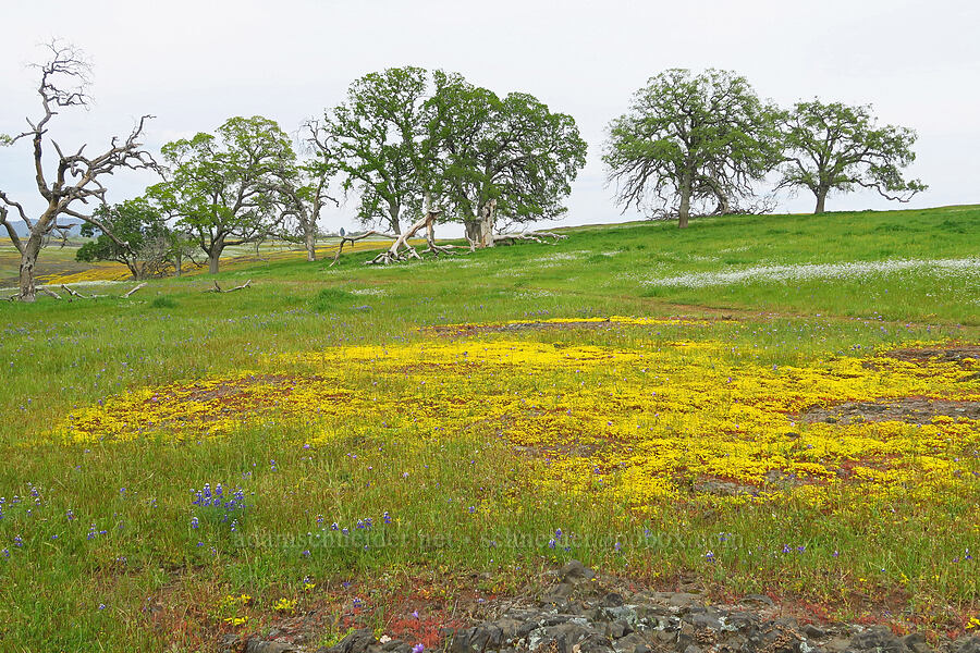 wildflowers [North Table Mountain Ecological Reserve, Butte County, California]