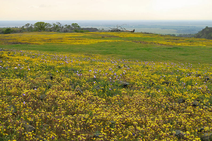 wildflowers (Lasthenia sp., Triphysaria eriantha (Orthocarpus erianthus), Dipterostemon capitatus (Dichelostemma capitatum)) [North Table Mountain Ecological Reserve, Butte County, California]