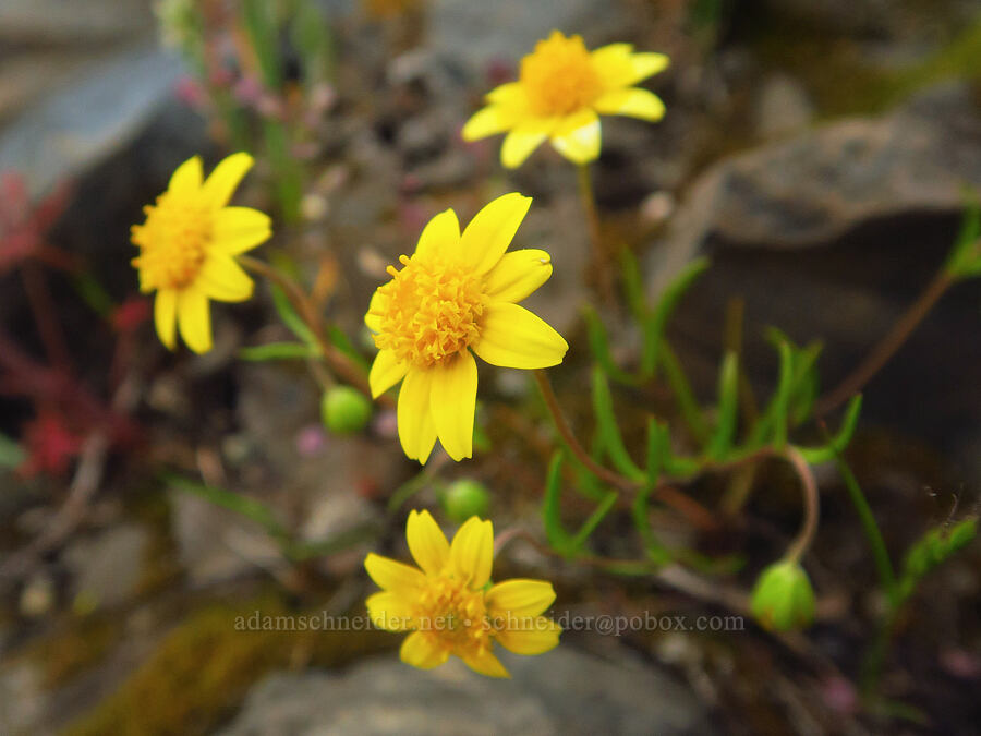 gold-fields (Lasthenia sp.) [North Table Mountain Ecological Reserve, Butte County, California]