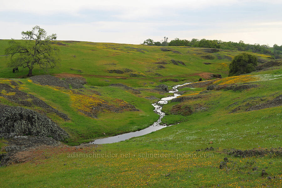 Campbell Creek [North Table Mountain Ecological Reserve, Butte County, California]