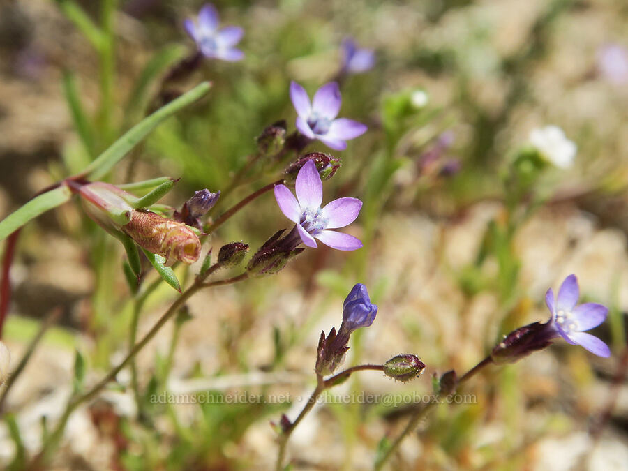 little gilia (?) (Gilia minor) [Whitney Portal Road, Inyo County, California]