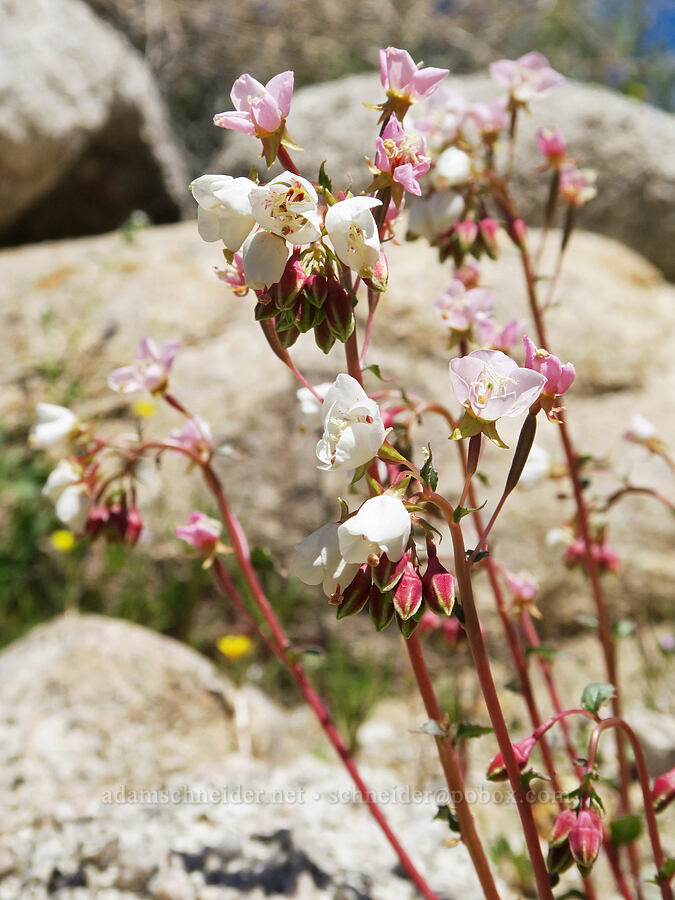 white brown-eyed evening-primrose (Chylismia claviformis ssp. claviformis (Camissonia claviformis ssp. claviformis)) [Whitney Portal Road, Inyo County, California]