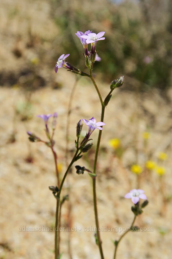 Nevada gilia (?) (Gilia brecciarum ssp. brecciarum) [Whitney Portal Road, Inyo County, California]