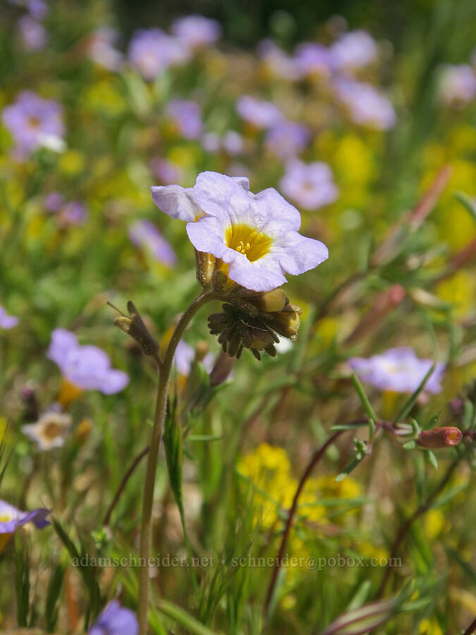 Fremont's phacelia (Phacelia fremontii) [Mobius Arch Trail, Inyo County, California]