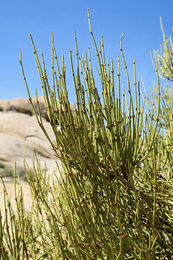ephedra (which?) (Ephedra sp.) [Mobius Arch Trail, Inyo County, California]