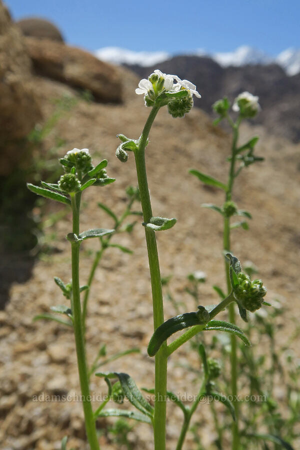 scented cryptantha (?) (Cryptantha utahensis) [Mobius Arch Trail, Inyo County, California]