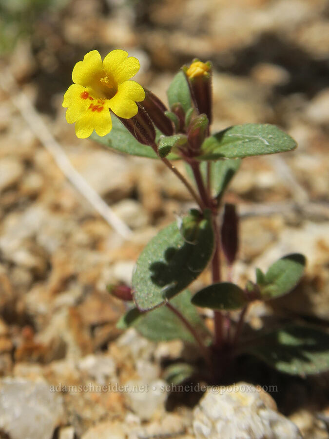 little red-stem monkeyflower (Erythranthe rubella (Mimulus rubellus)) [Mobius Arch Trail, Inyo County, California]