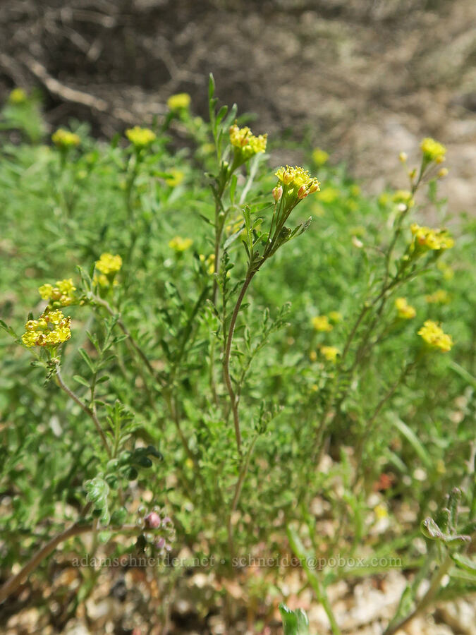 tansy-mustard (Descurainia sp.) [Mobius Arch Trail, Inyo County, California]