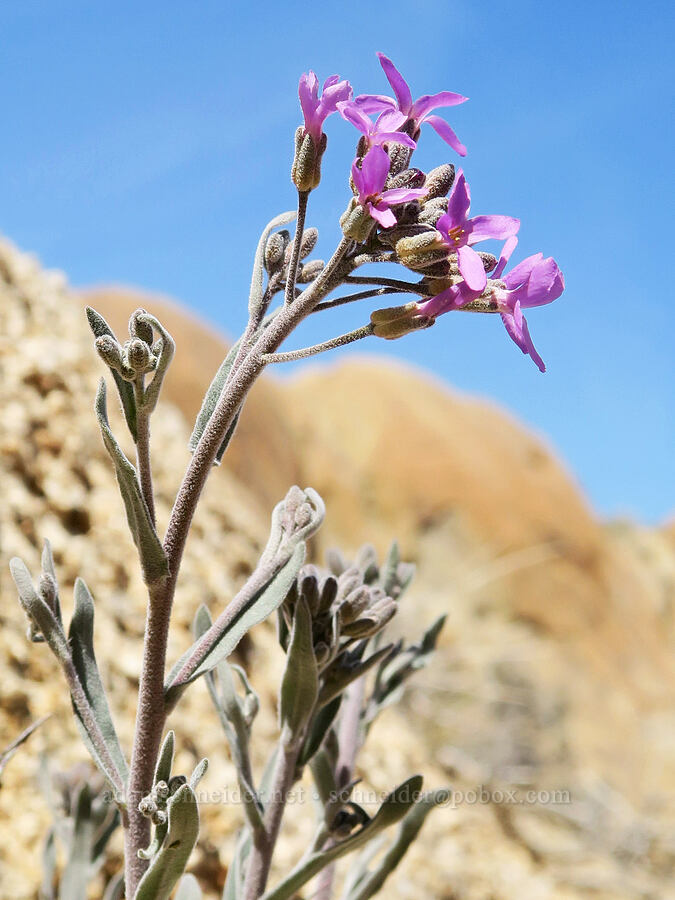 beautiful rock-cress (Boechera pulchra (Arabis pulchra)) [Mobius Arch Trail, Inyo County, California]