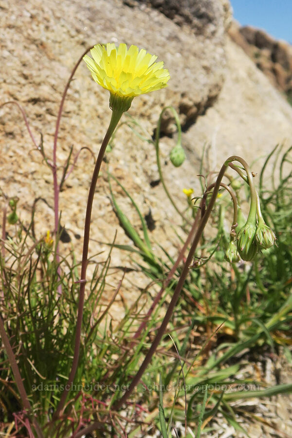 desert-dandelion (Malacothrix glabrata) [Tuttle Creek Road, Inyo County, California]