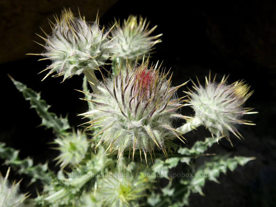 cobwebby thistle (Cirsium occidentale) [Tuttle Creek Road, Inyo County, California]