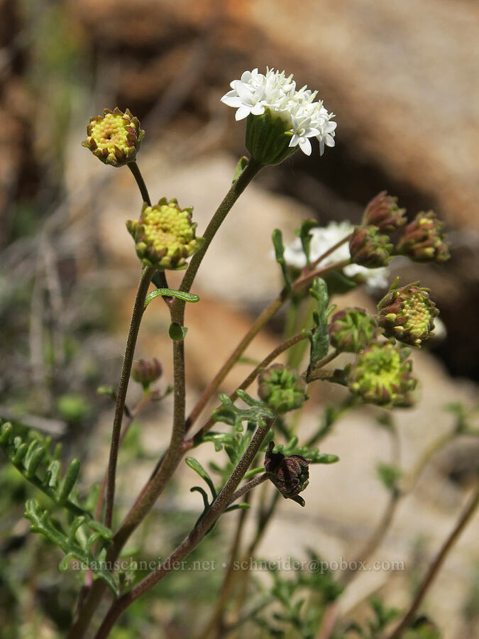 desert pincushion (Chaenactis stevioides) [Tuttle Creek Road, Inyo County, California]