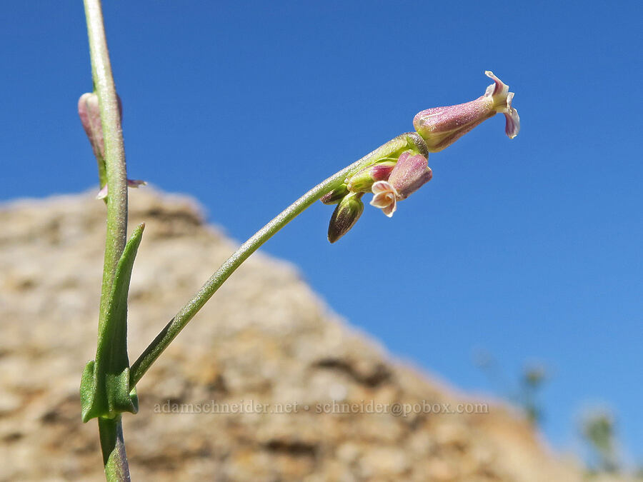 Cooper's jewel-flower (Caulanthus cooperi) [Tuttle Creek Road, Inyo County, California]