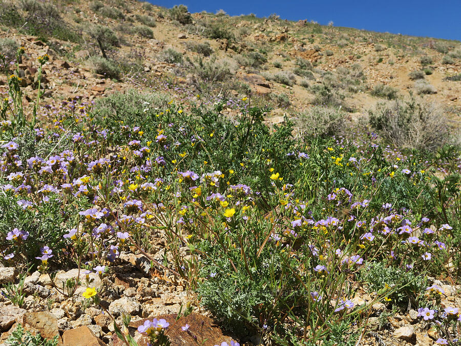 wildflowers (Phacelia fremontii, Mentzelia albicaulis, Eschscholzia minutiflora, Gilia sp.) [Tuttle Creek Road, Inyo County, California]