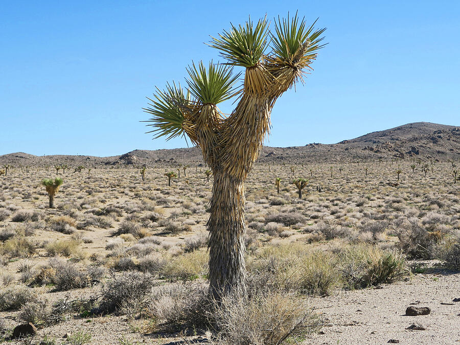 Joshua trees (Yucca brevifolia) [Highway 190, Inyo County, California]